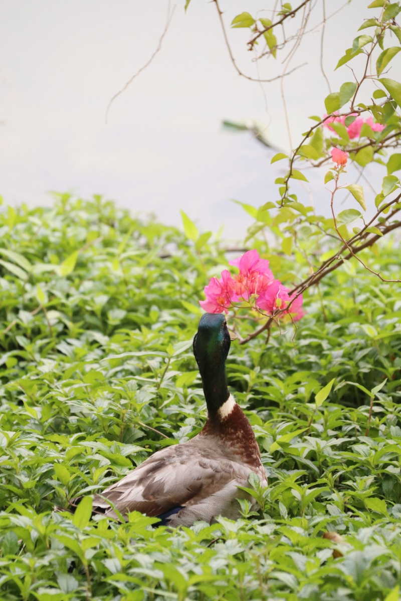 鸭子也爱花