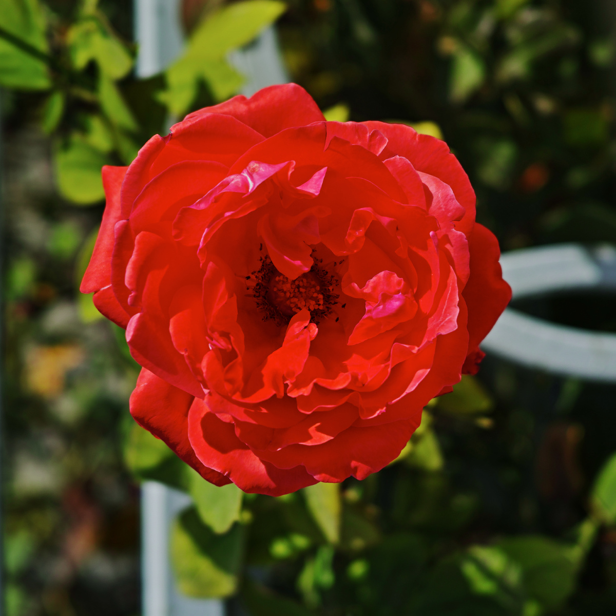 十月下旬的郑州市市花月季花