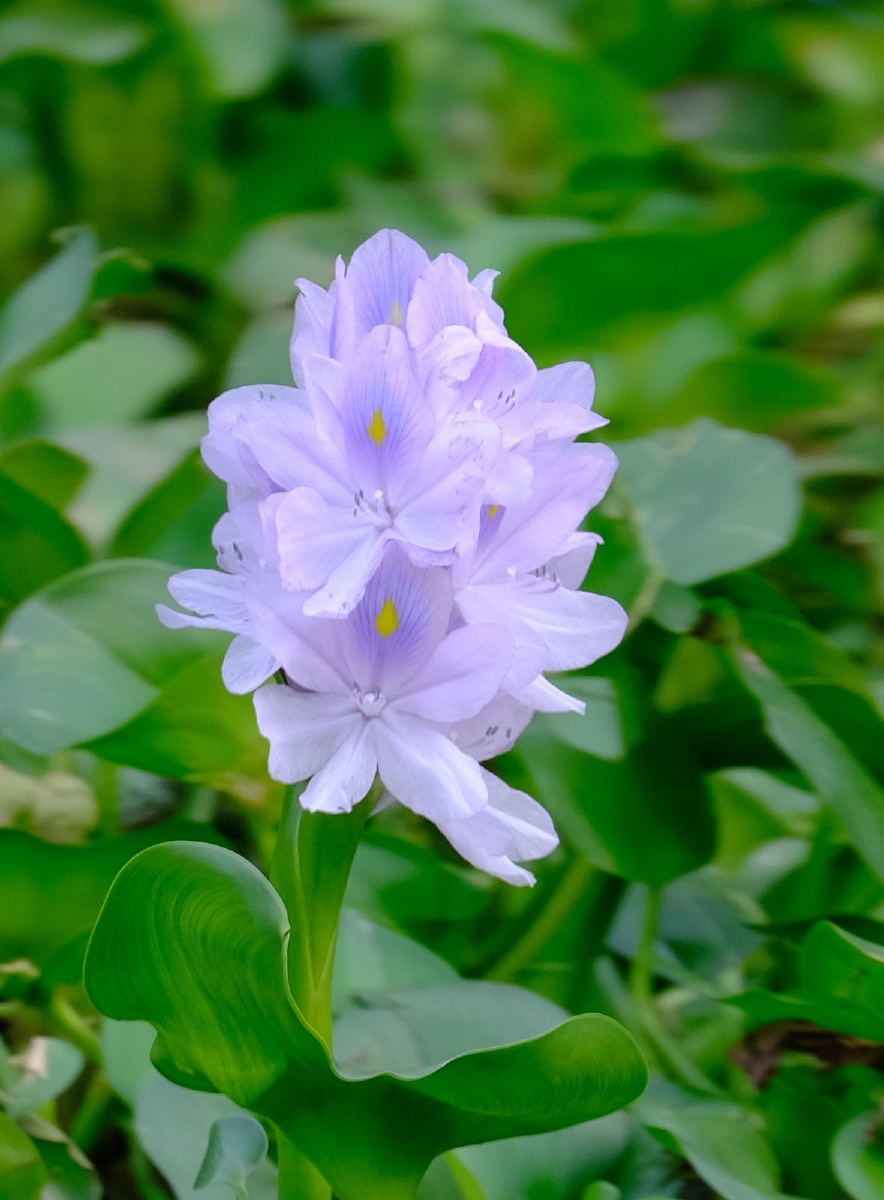 平凡却美丽的水葫芦花