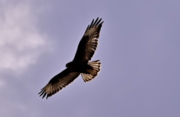 46F87867-CA4A-423F-B453-471DF8671CCB/L0/001