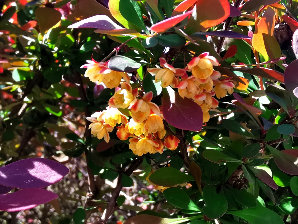 紫叶小檗的花也很漂亮啊 - gezier - 图虫