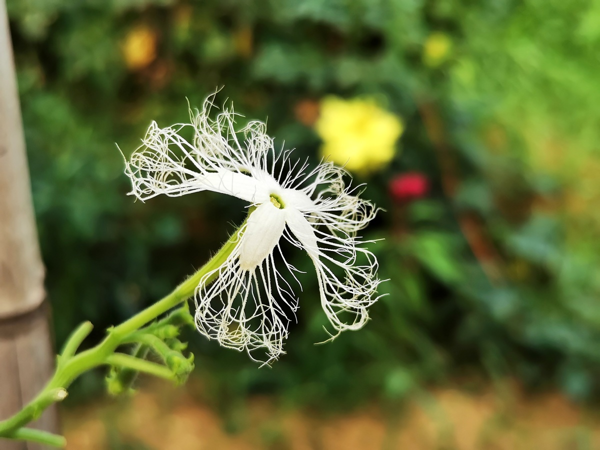 1/117葫芦科蛇瓜花鲜花夏季植物摄影爱好者花朵特写手机摄影圈华为
