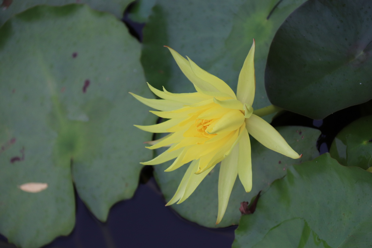 竹色溪下绿荷花镜里香原片出耶