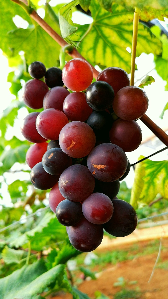 葡萄熟了