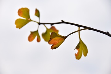 1105667