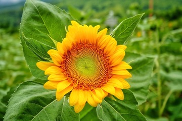 352436