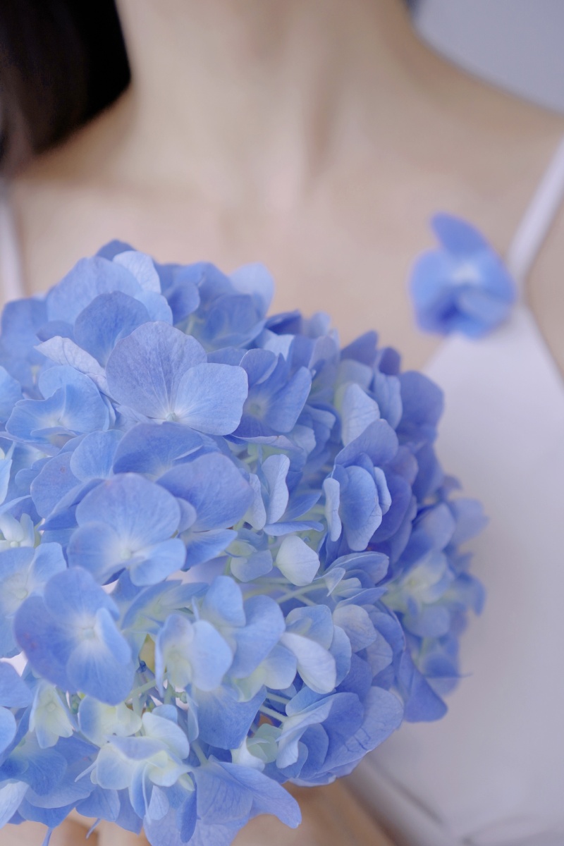 无尽夏蓝色绣球花关于花的写真