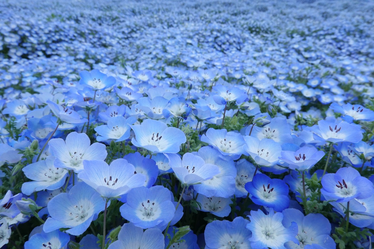 粉蝶花又称喜林草英文名babyblueeyes日本别名琉璃唐草每逢四月450万