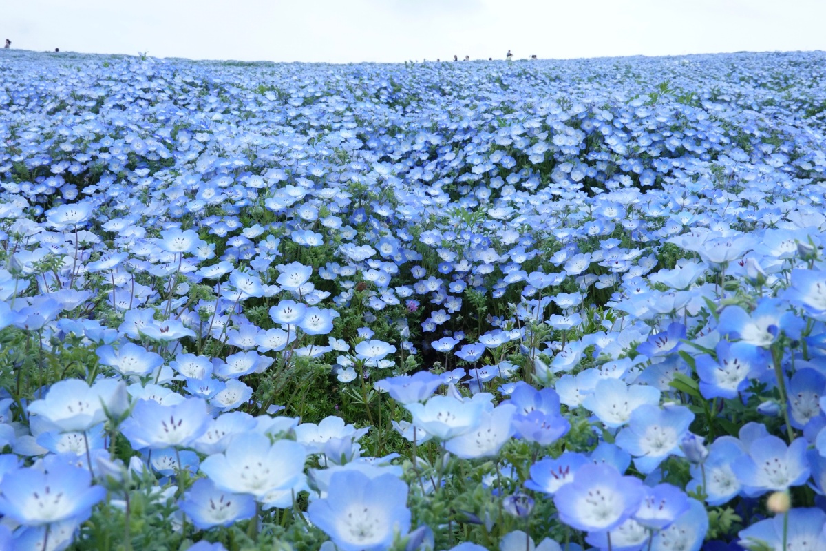 粉蝶花又称喜林草英文名babyblueeyes日本别名琉璃唐草每逢四月450万