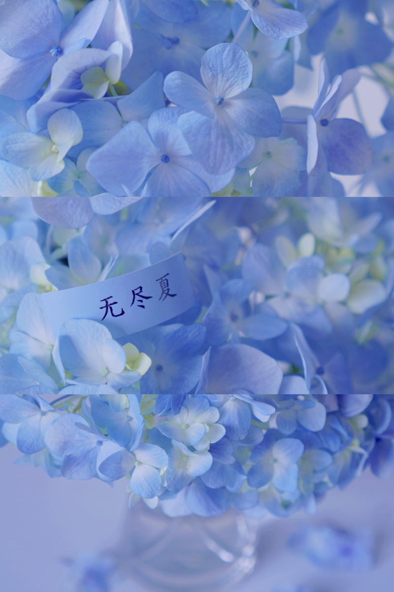 无尽夏蓝色绣球花关于花的写真