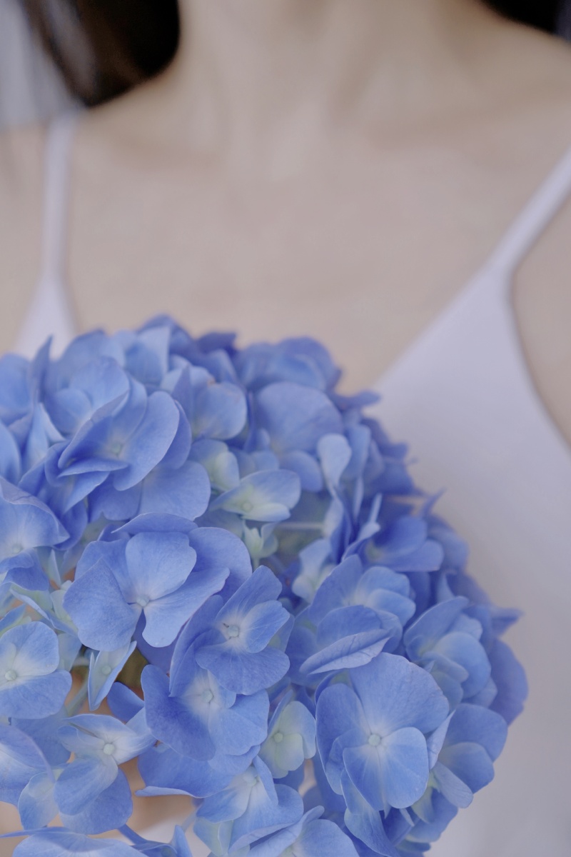 无尽夏蓝色绣球花关于花的写真