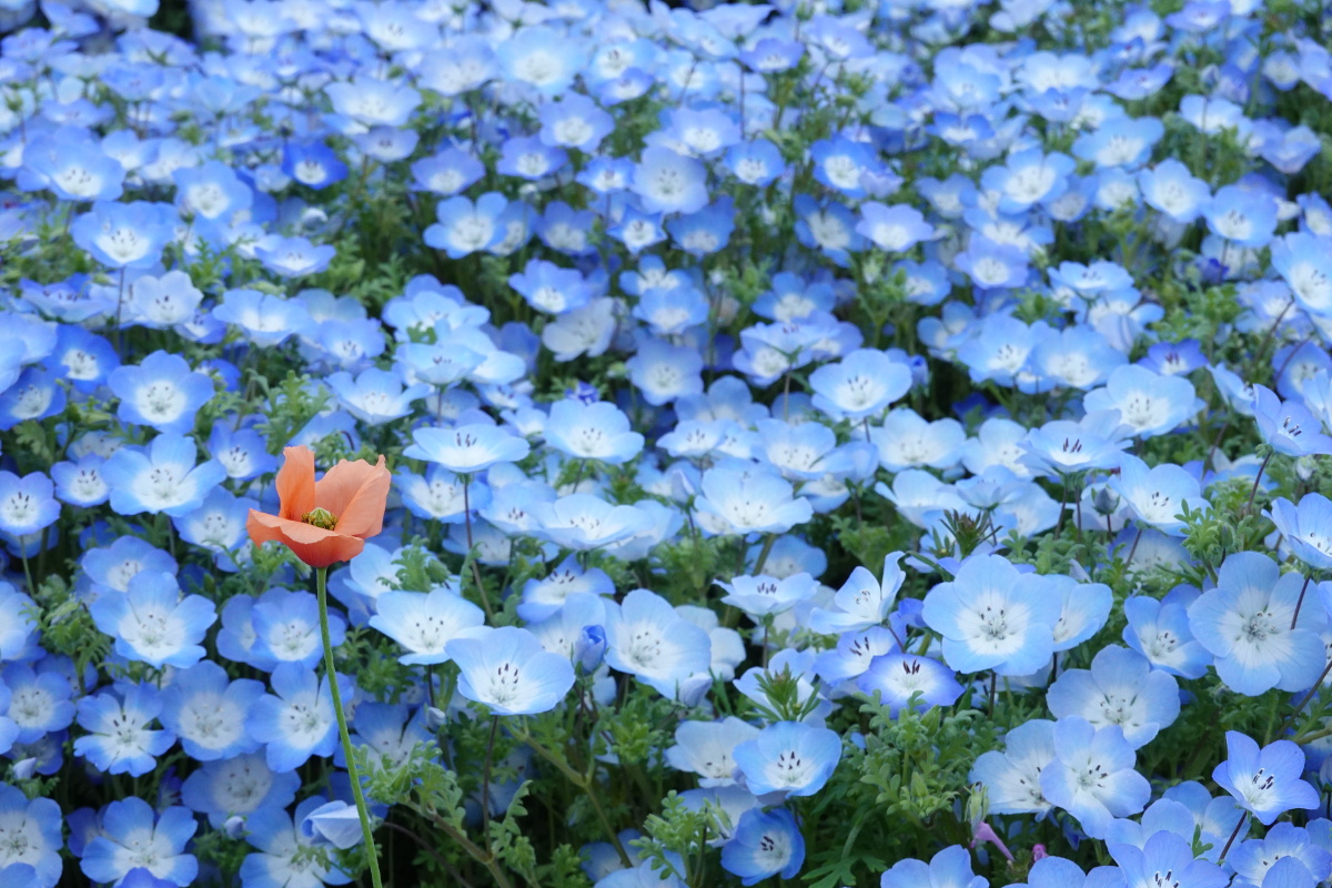 粉蝶花又称喜林草英文名babyblueeyes日本别名琉璃唐草每逢四月450万