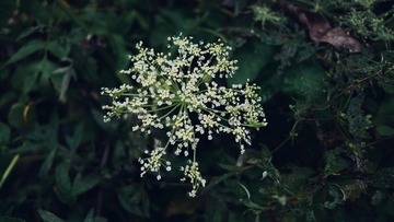 2B924383-7A4B-4E12-AEE0-58ED566303FE/L0/001
