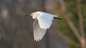 3296684