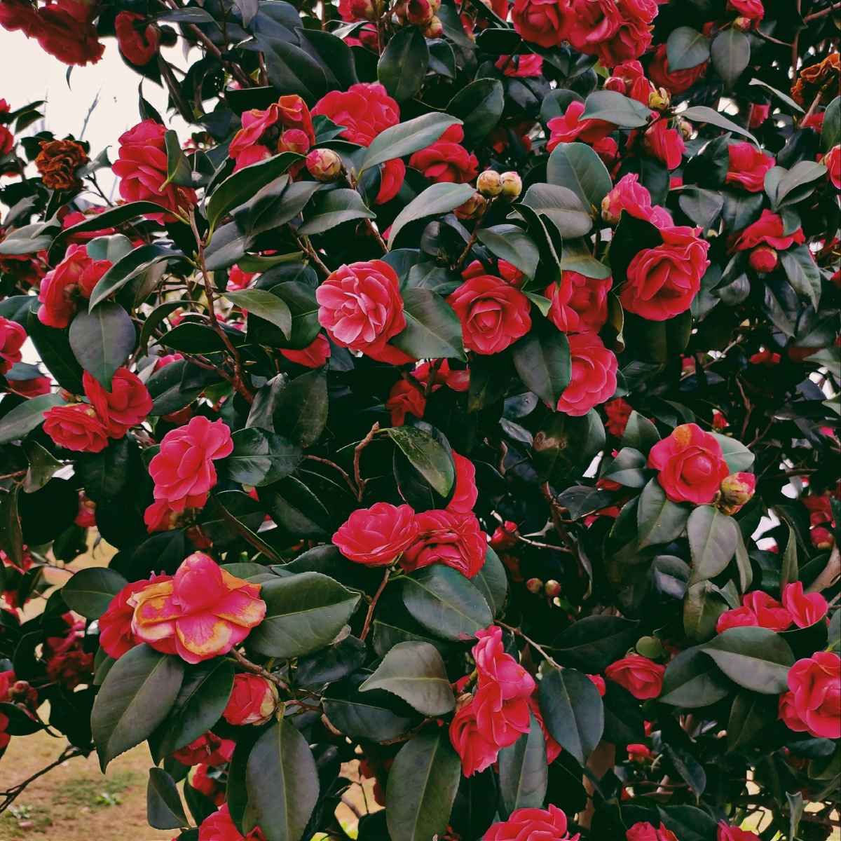 山茶花古名海石榴