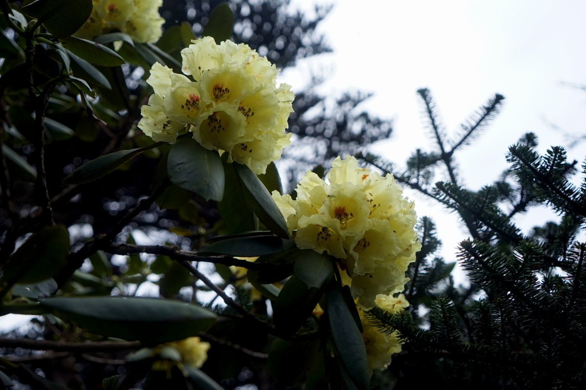 山花烂漫苍山无量