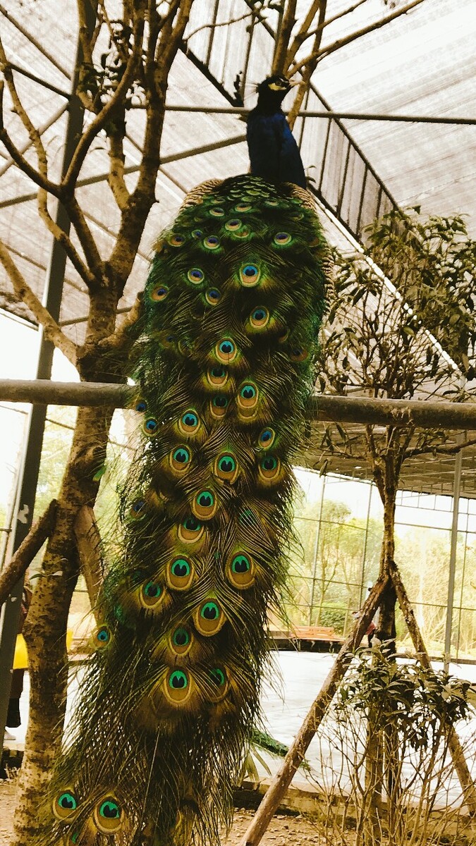 绿孔雀养殖技术,绿孔雀是稀有品种禁止人工饲养