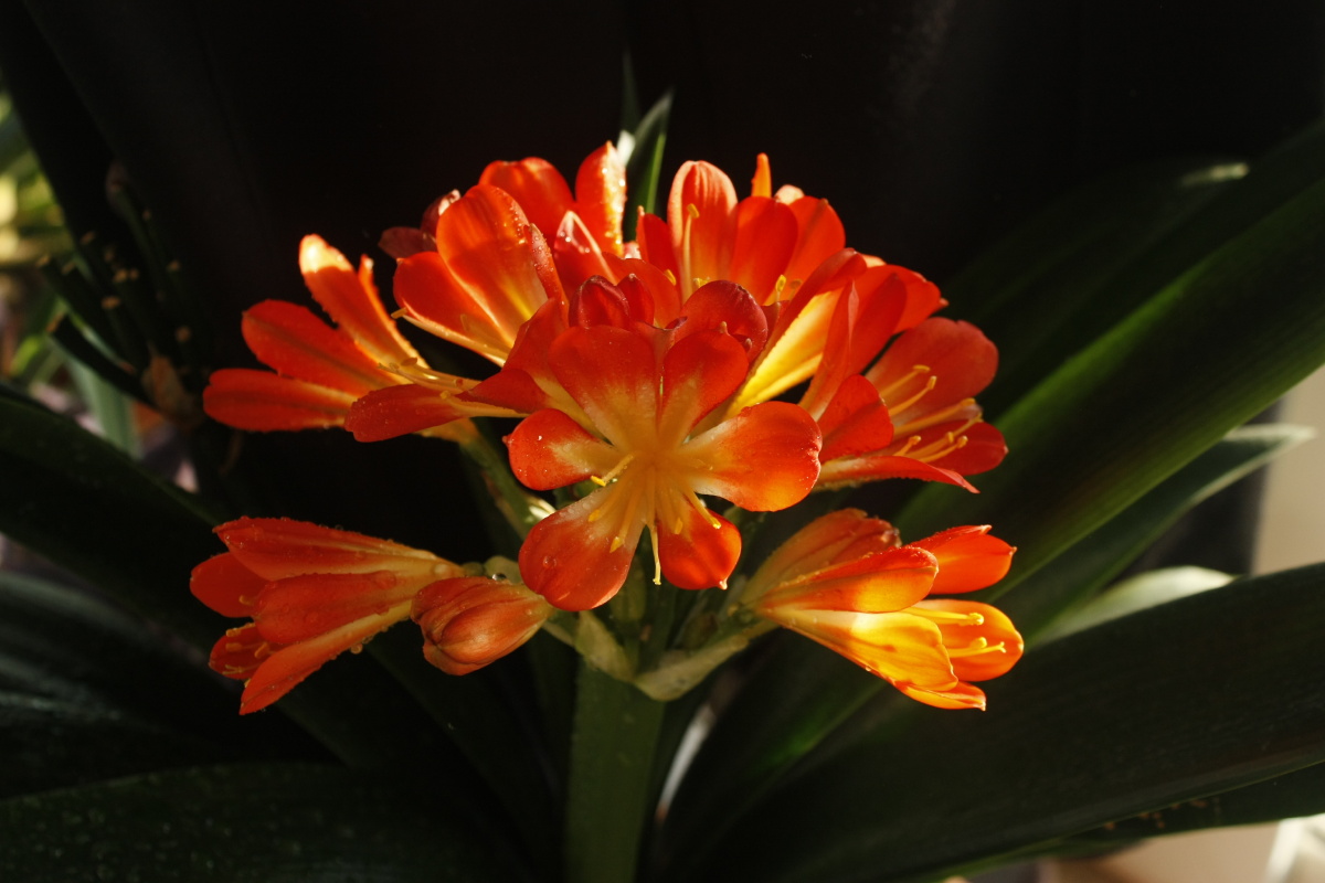 盛开的君子兰花