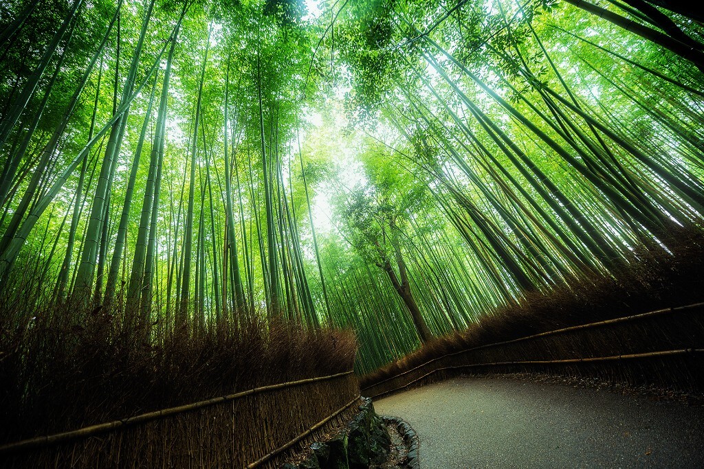 雨中的竹林小径。京都岚山