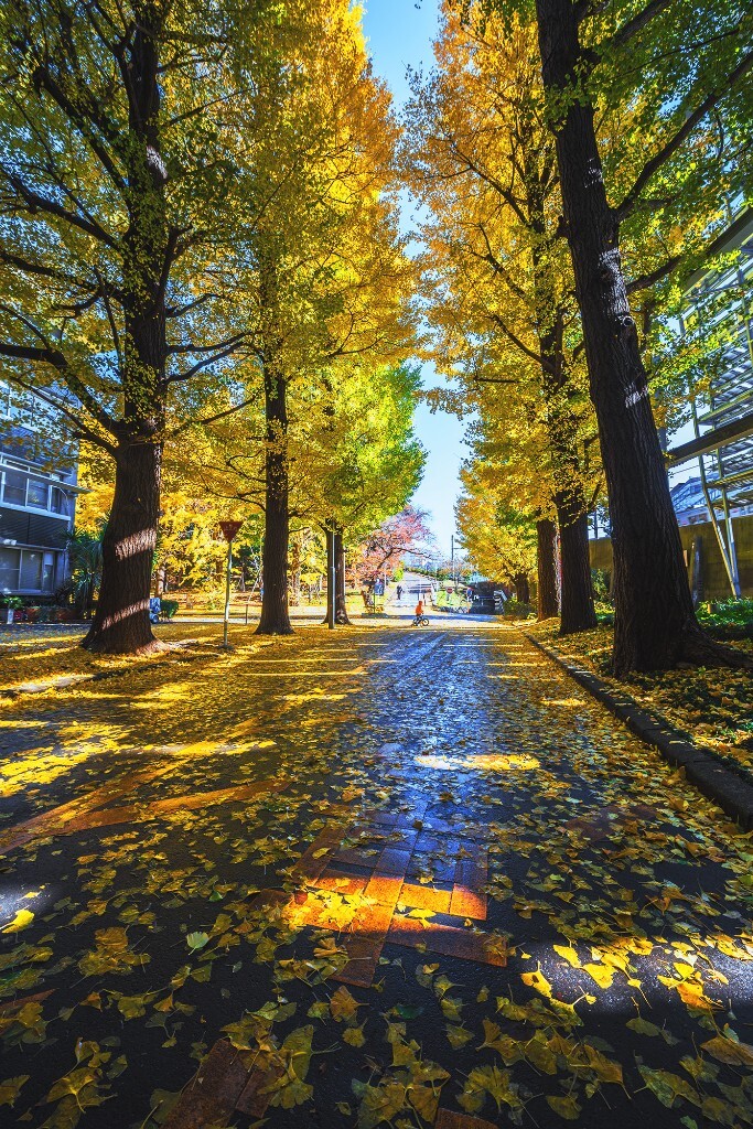 东京工业大学校园，秋雨初晴，一地银杏金黄。此情此景像极了一个时区外的清华校园，只是东京的入秋整整晚了一个月。<br />
在东京被非凡的城市景观迷住，几乎忘记了季节的更替，这竟是硕果仅存的一张东京秋景。