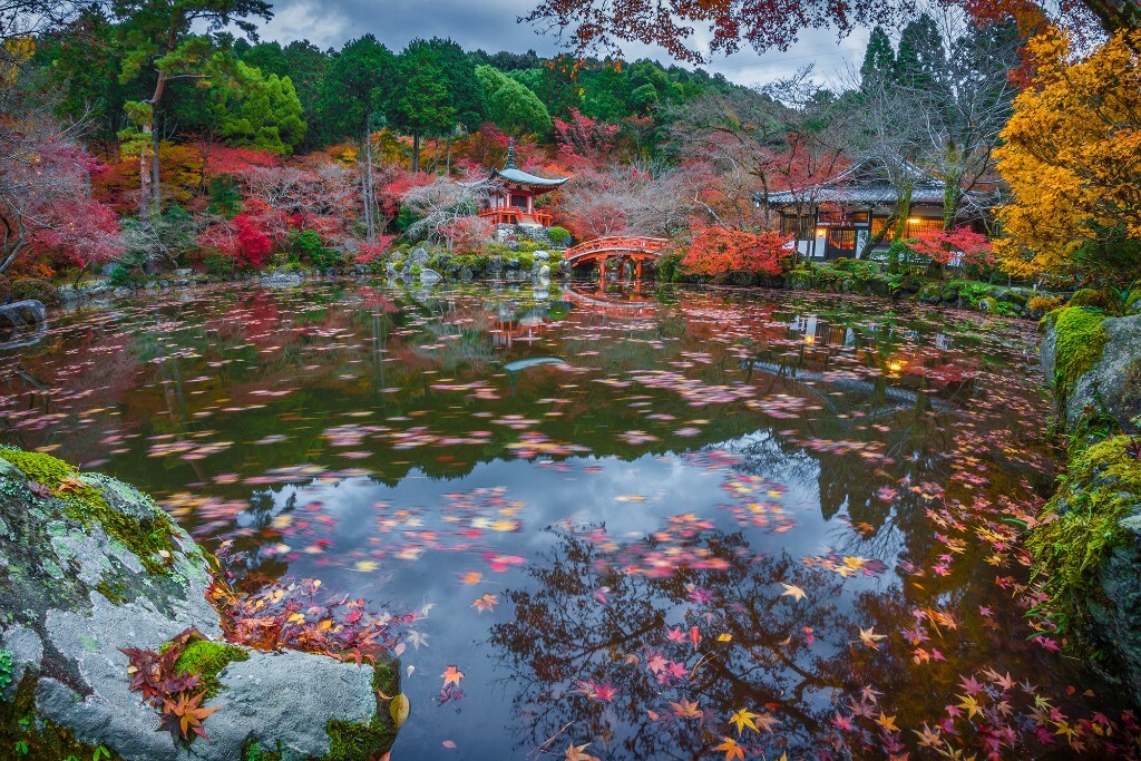 京都，醍醐寺，一池落红，秋天最后的华彩。