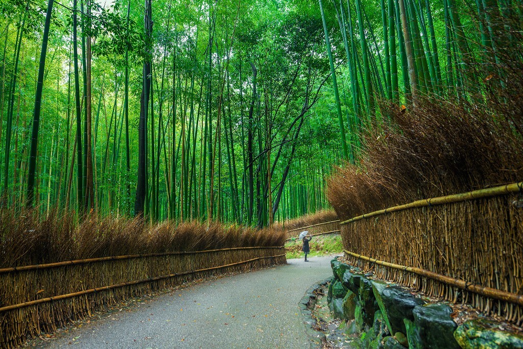 京都，岚山竹林，秋雨后仍然一片青翠。