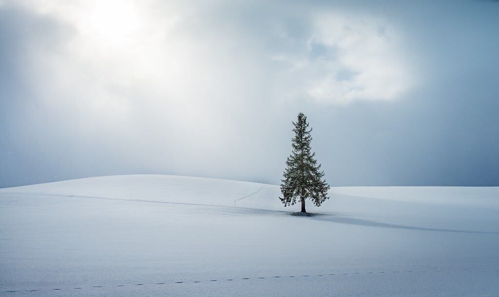 这是我第二次到访美瑛原野上著名的圣诞树，依然是在大雪纷飞的天气，天地间一片纯白，唯一的细节是雪地上小动物的足迹。突然一束阳光从云层的缝隙中洒下，在地上投下了淡淡的影子，让平面的世界一下子立体了起来。适马35/1.4A
