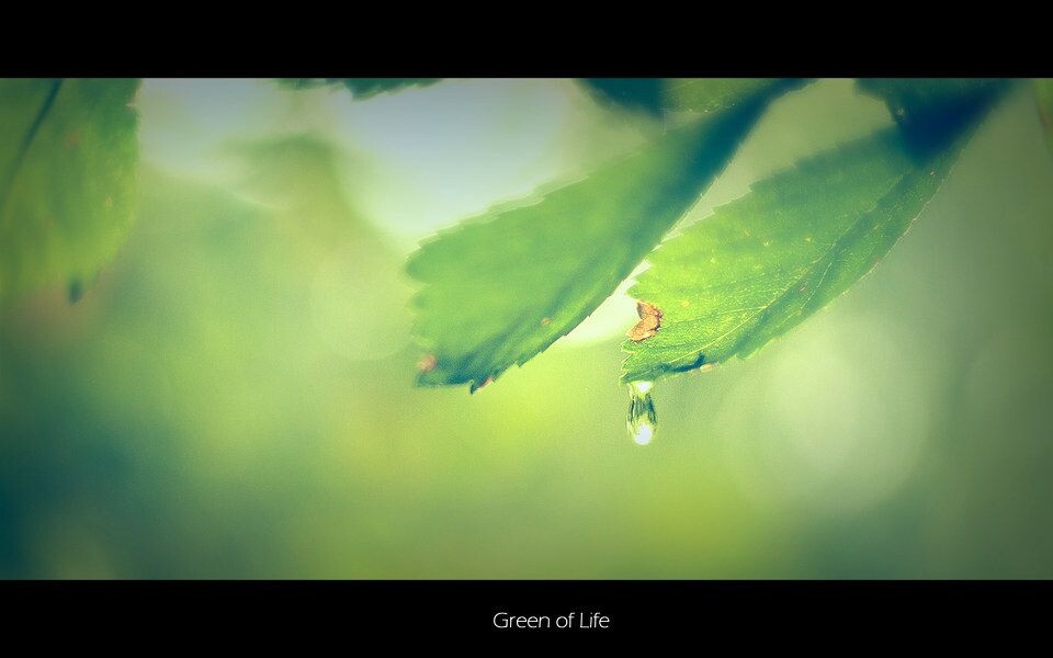 生命之绿<br />
拍了很久才抓到了将要落下的水滴，镜头都已经被淋湿了