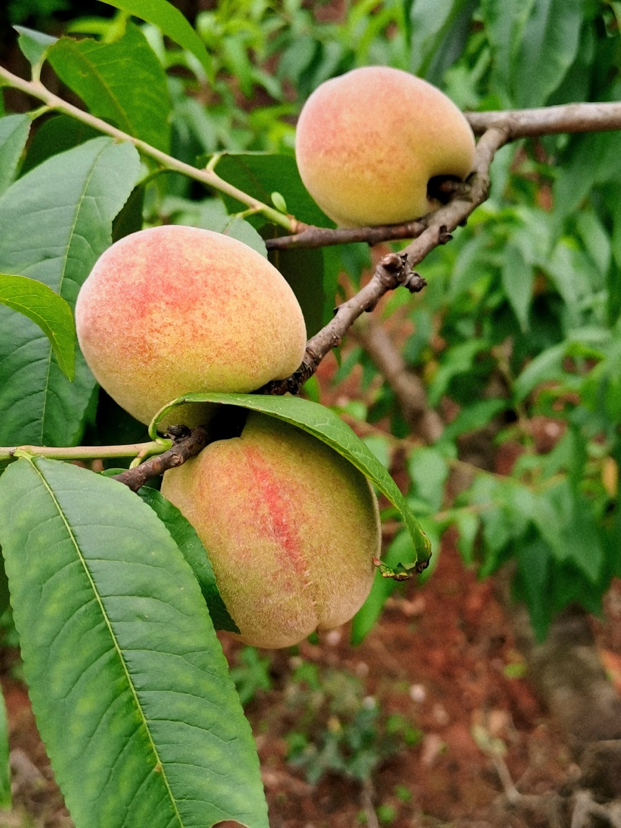 成都龙泉山桃子熟了