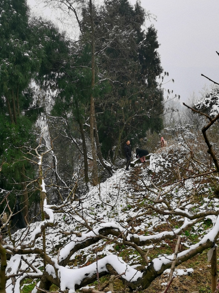 成都龙泉山雪景