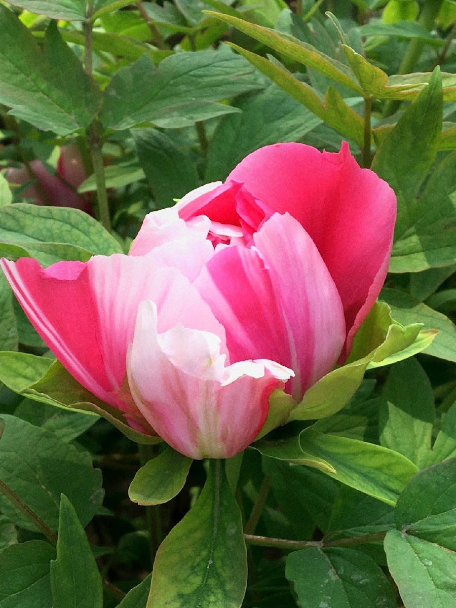 北京大学静园牡丹花 - 冰凌灵 - 图虫