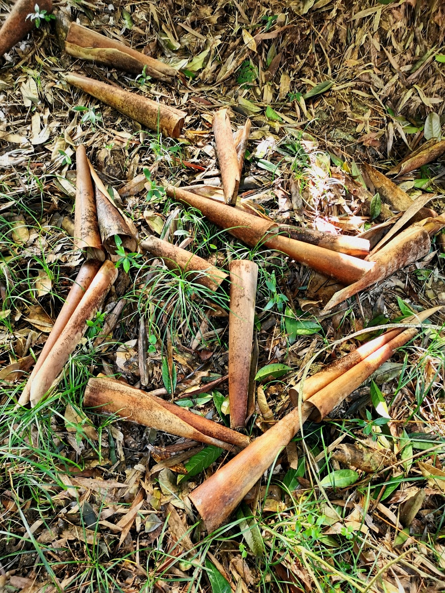 竹笋壳竹笋长大了挣脱了竹笋壳的怀抱长成了一棵棵参天挺拔的竹子竹笋