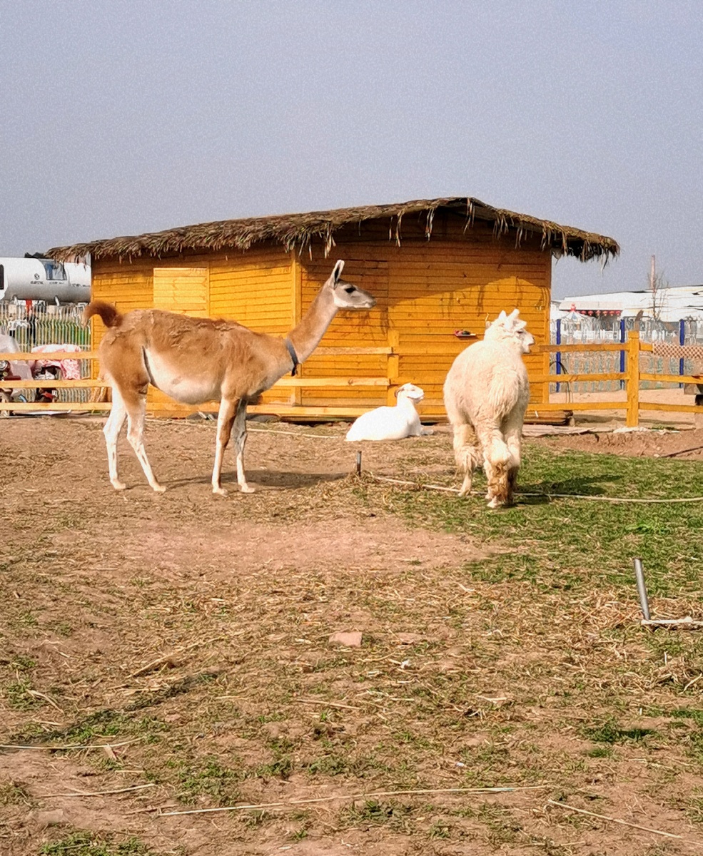 成都龙泉驿蔚然花海萌宠乐园