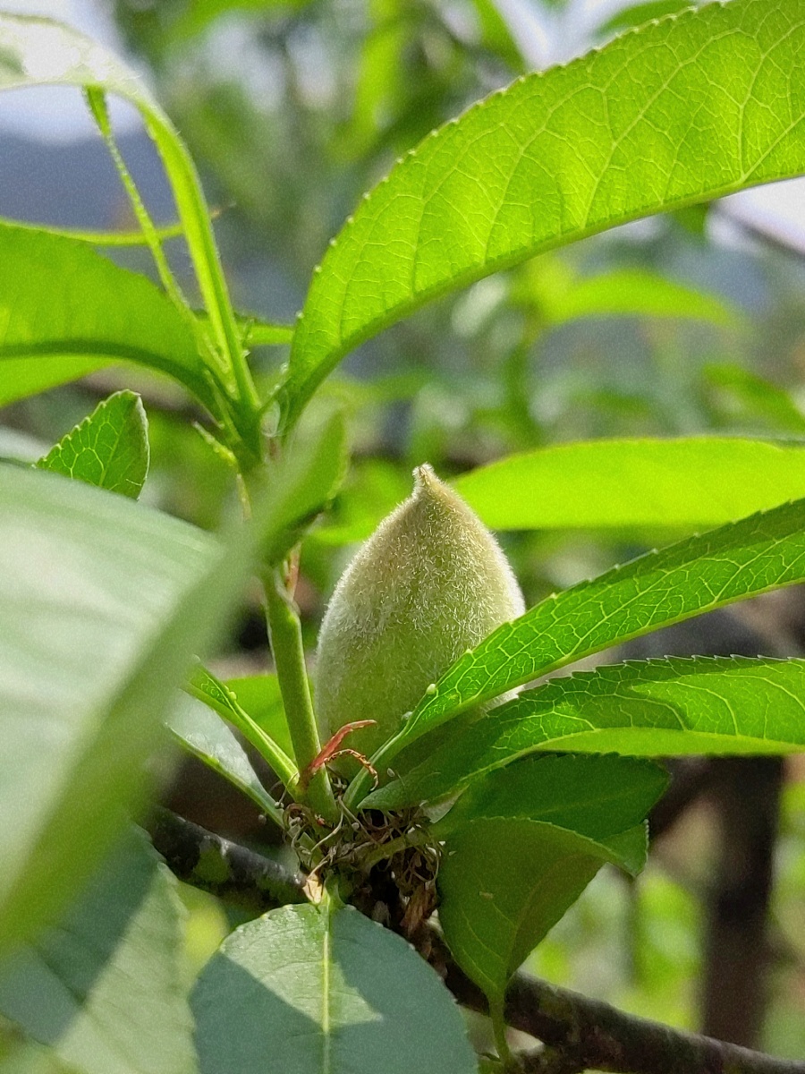 毛桃- 冰凌灵 - 图虫