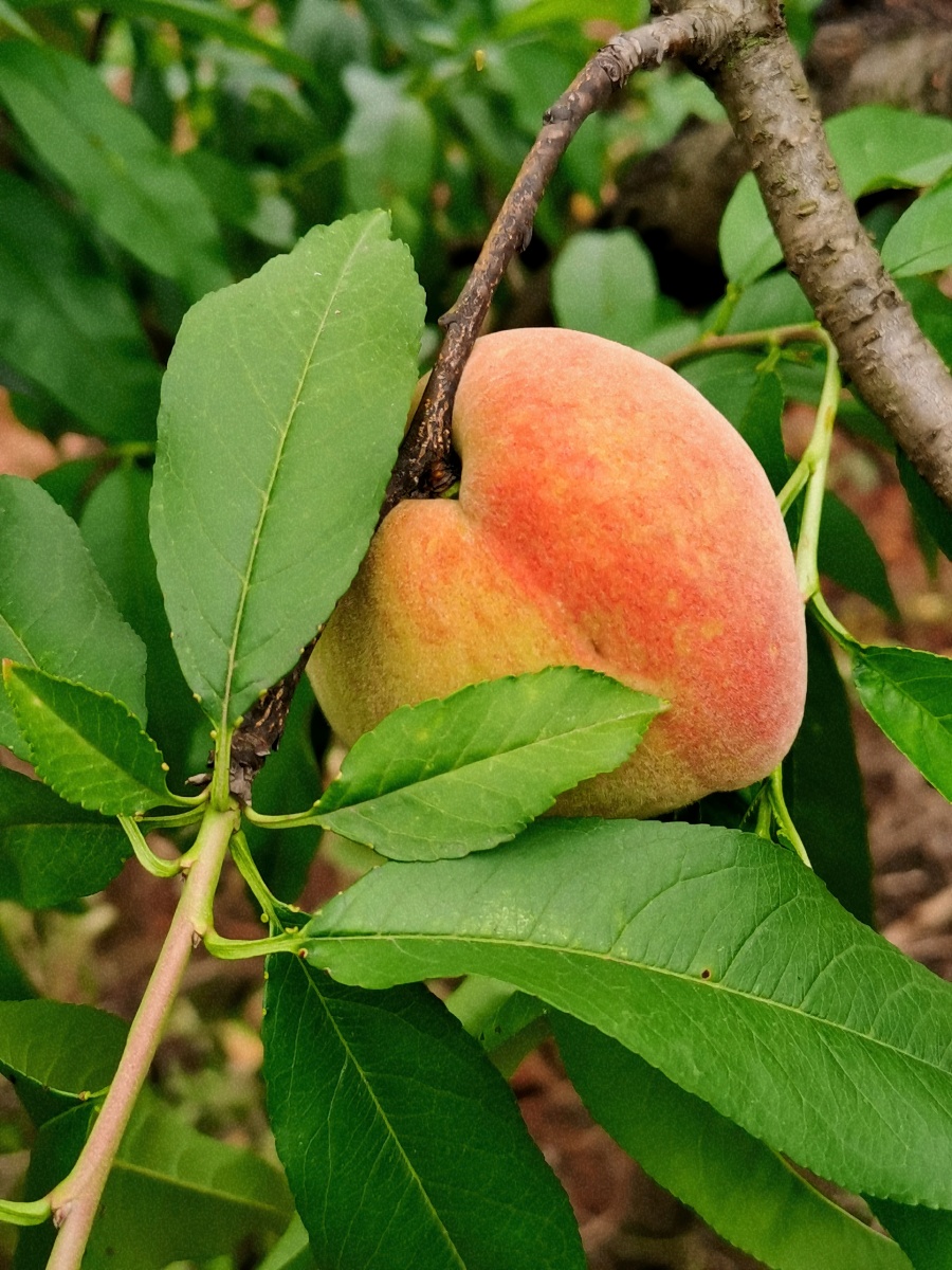 成都龙泉山桃子熟了