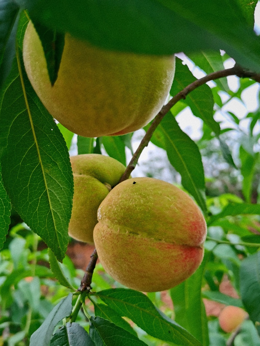 成都龙泉山桃子熟了