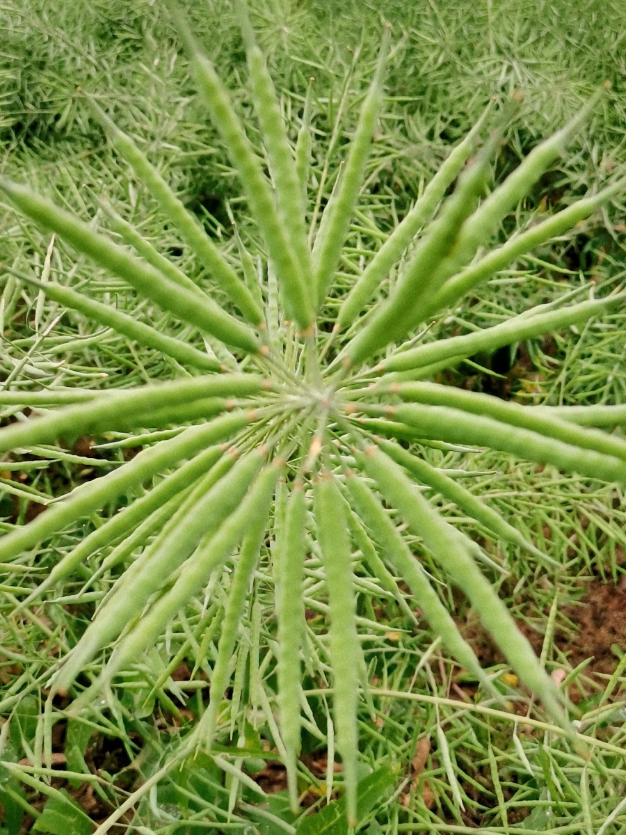 油菜开始成熟了