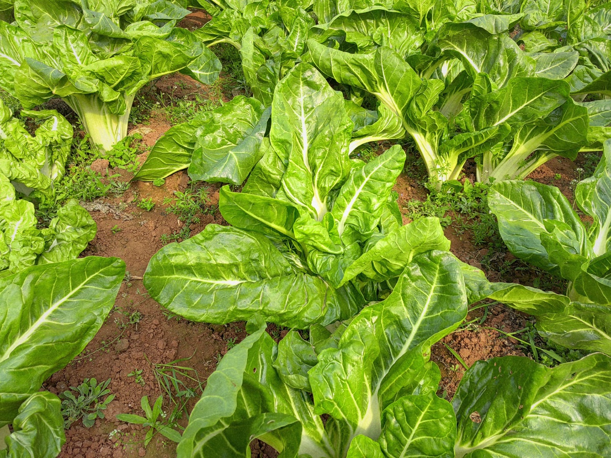 乡村菜地牛皮菜