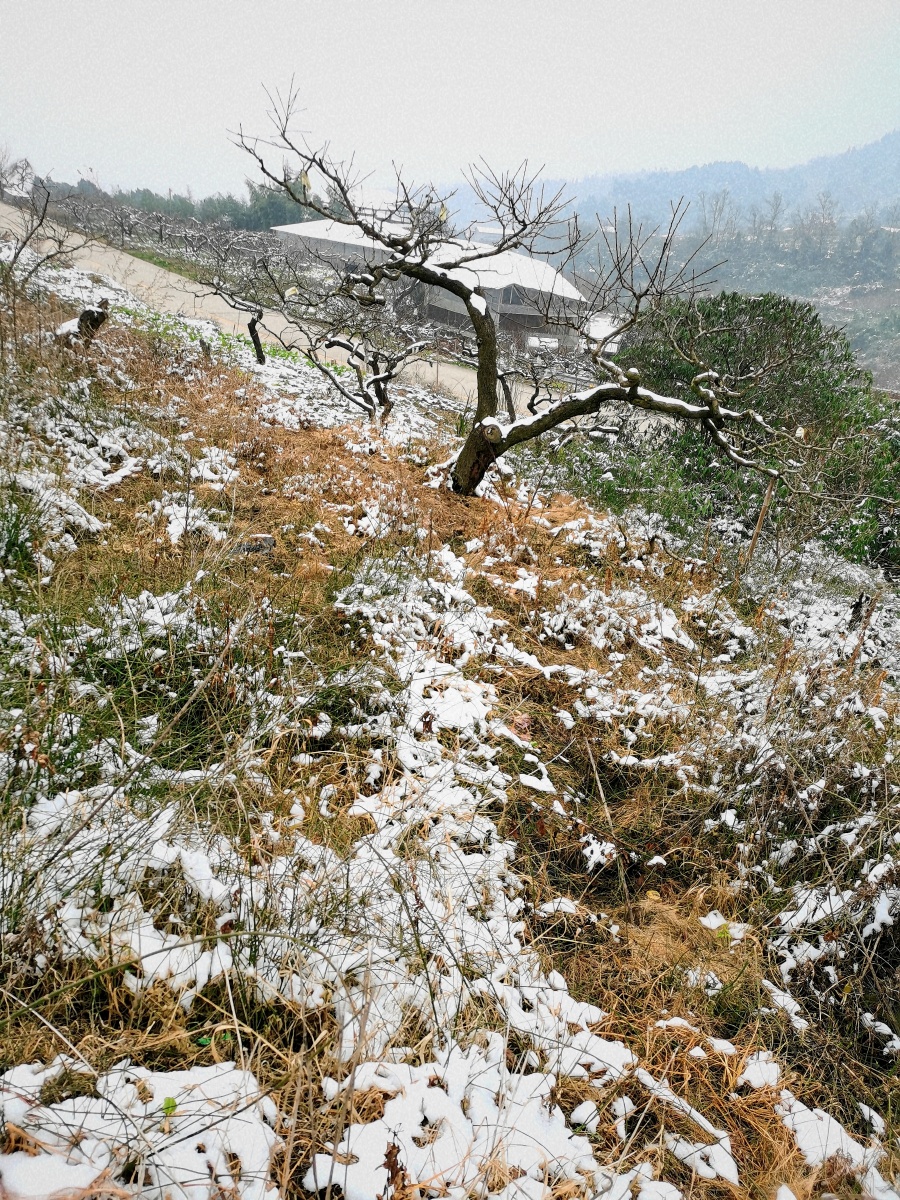 成都龙泉山雪景