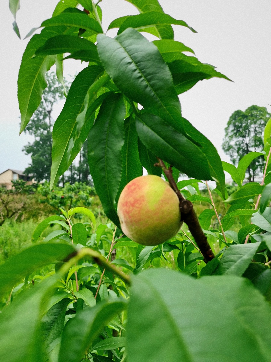 成都龙泉山的桃子