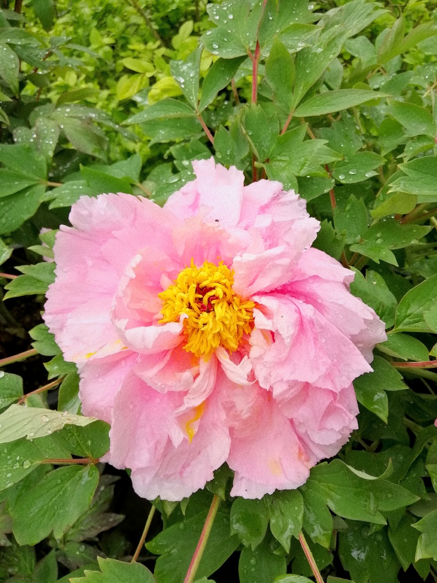 四川彭州丹景山牡丹花 - 冰凌灵 - 图虫