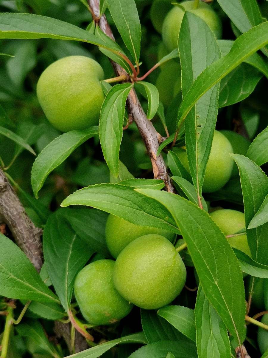 成都龙泉山的李子树