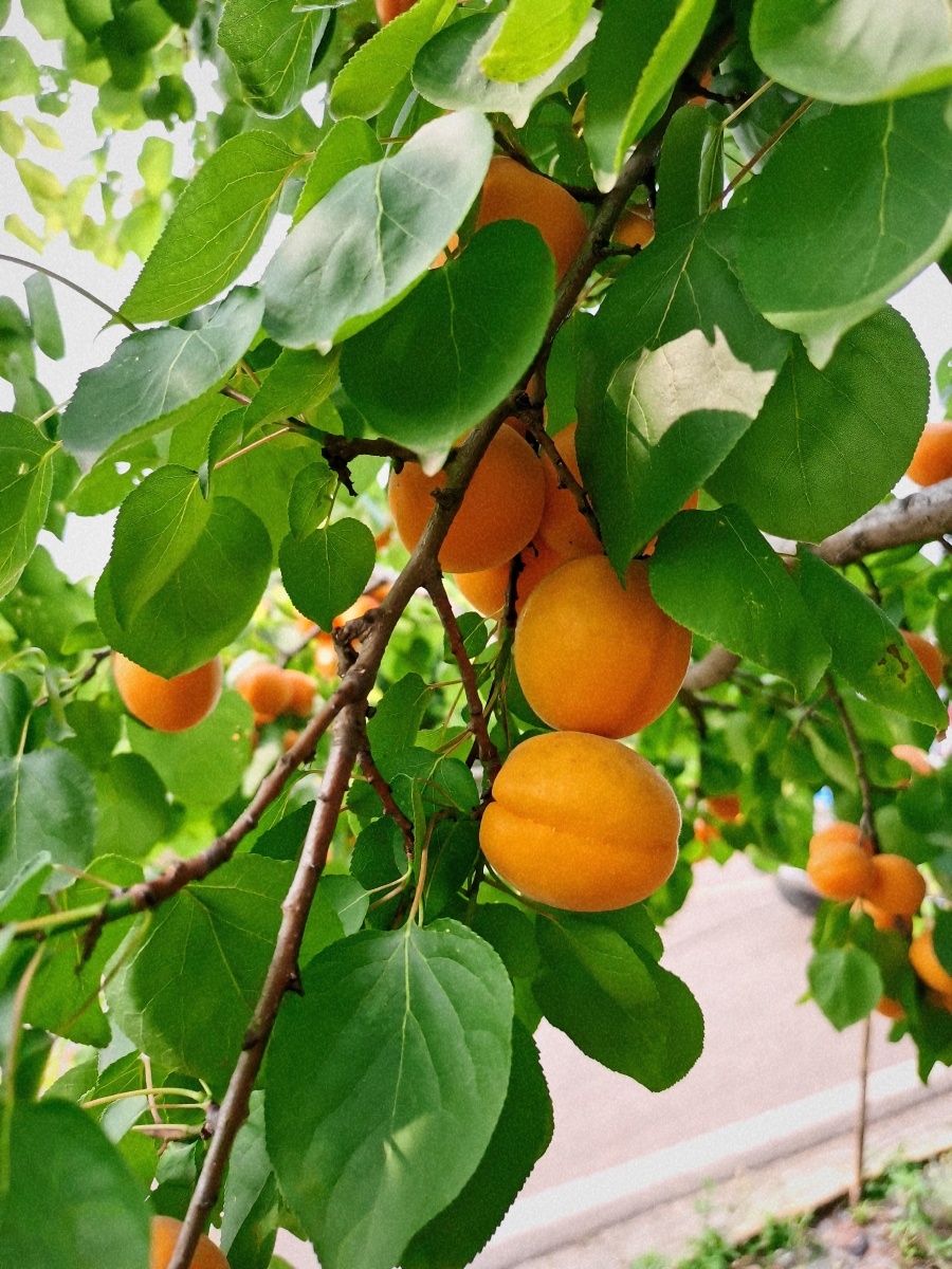 成都青白江杏花村的杏一金太阳成熟啦金灿灿好可爱