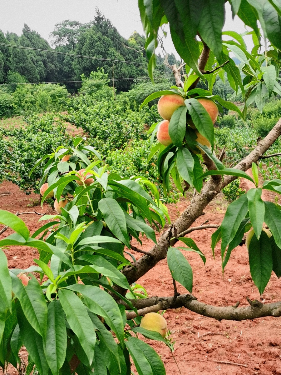 成都龙泉山的桃子