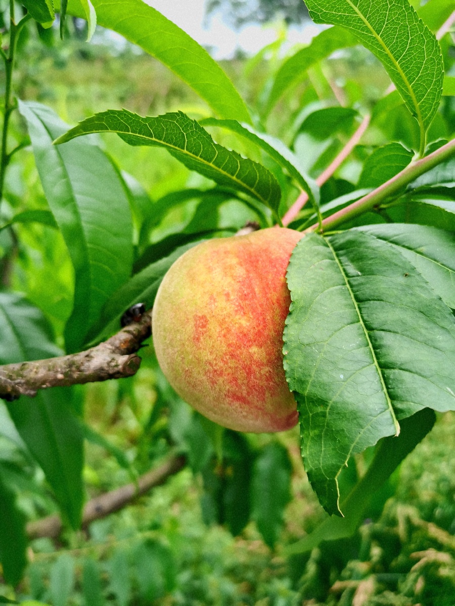 成都龙泉山的桃子