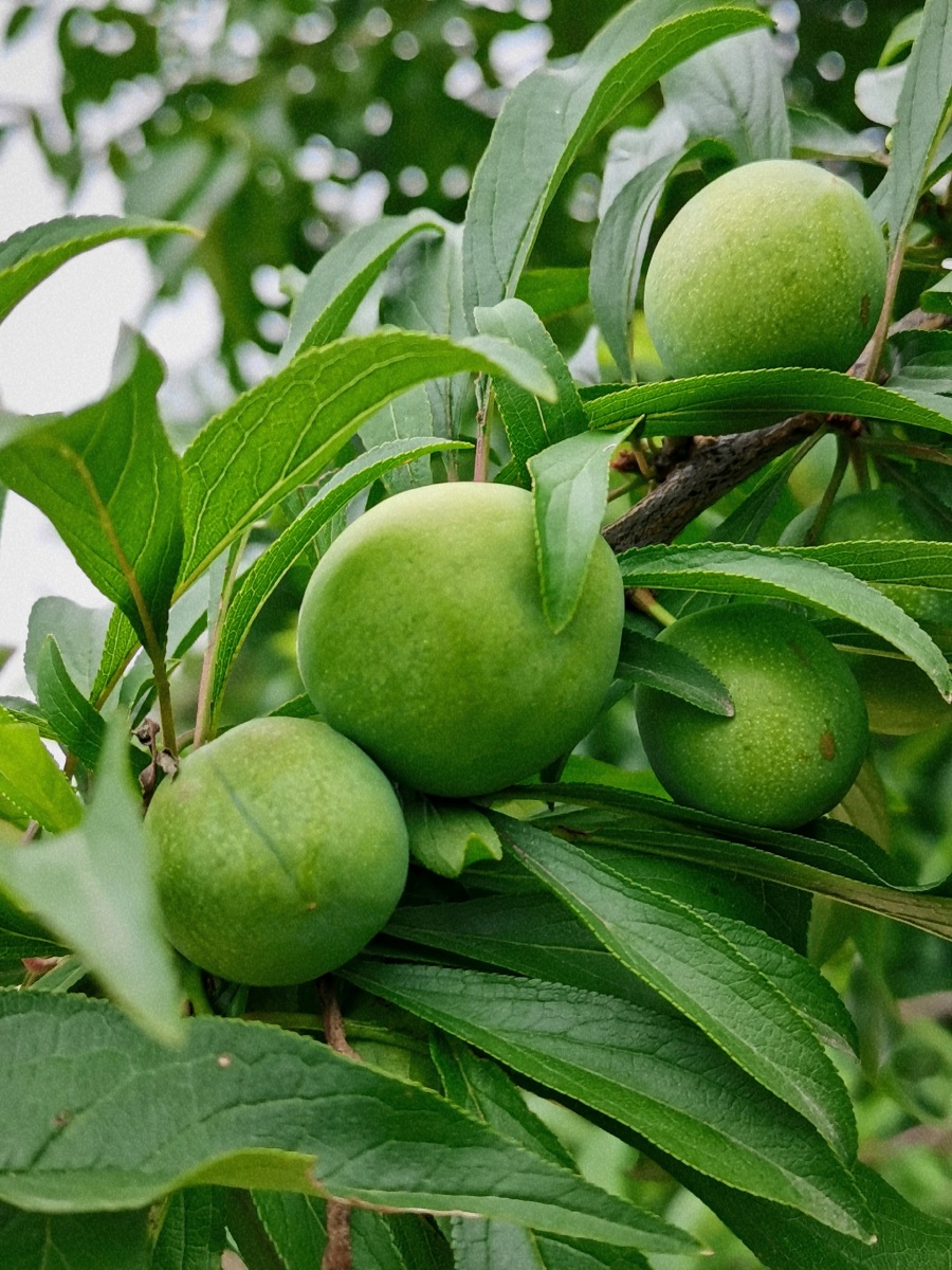 成都龙泉山的李子树