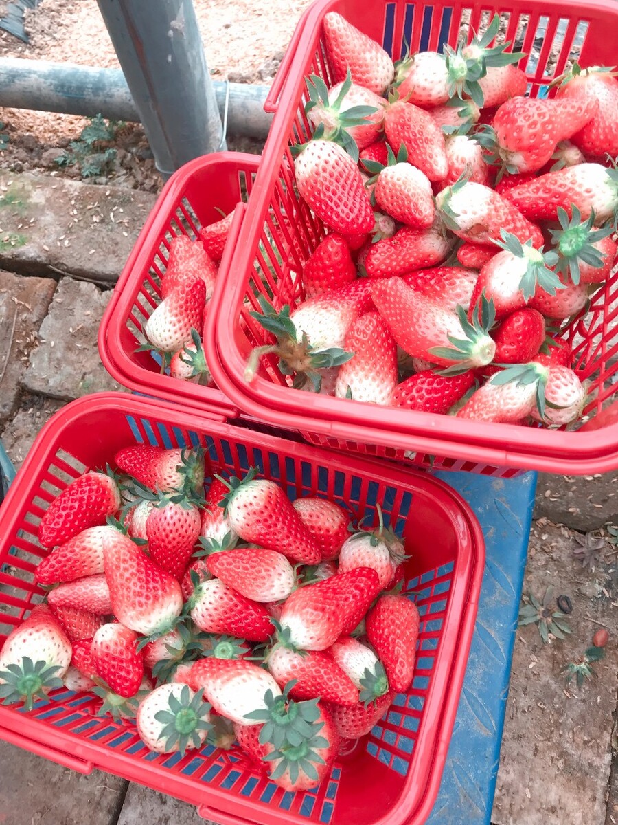 中国草莓市场