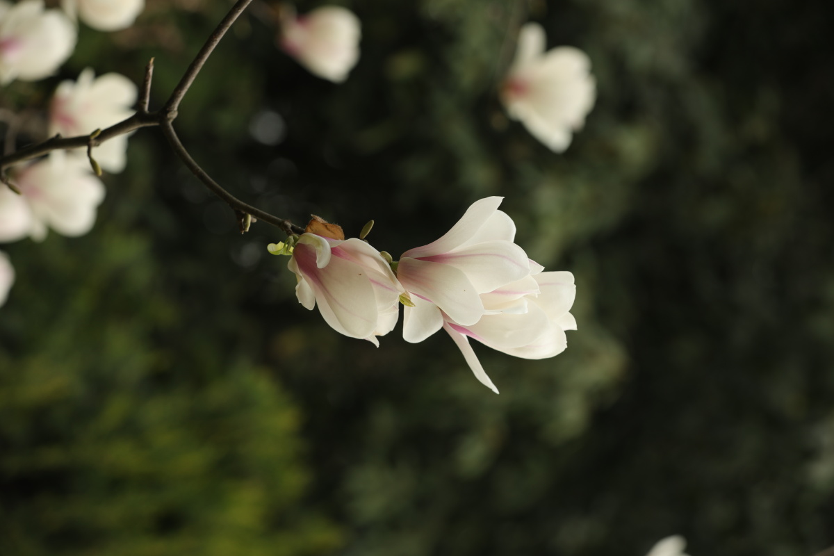 玉兰花拍摄于成都浣花溪公园