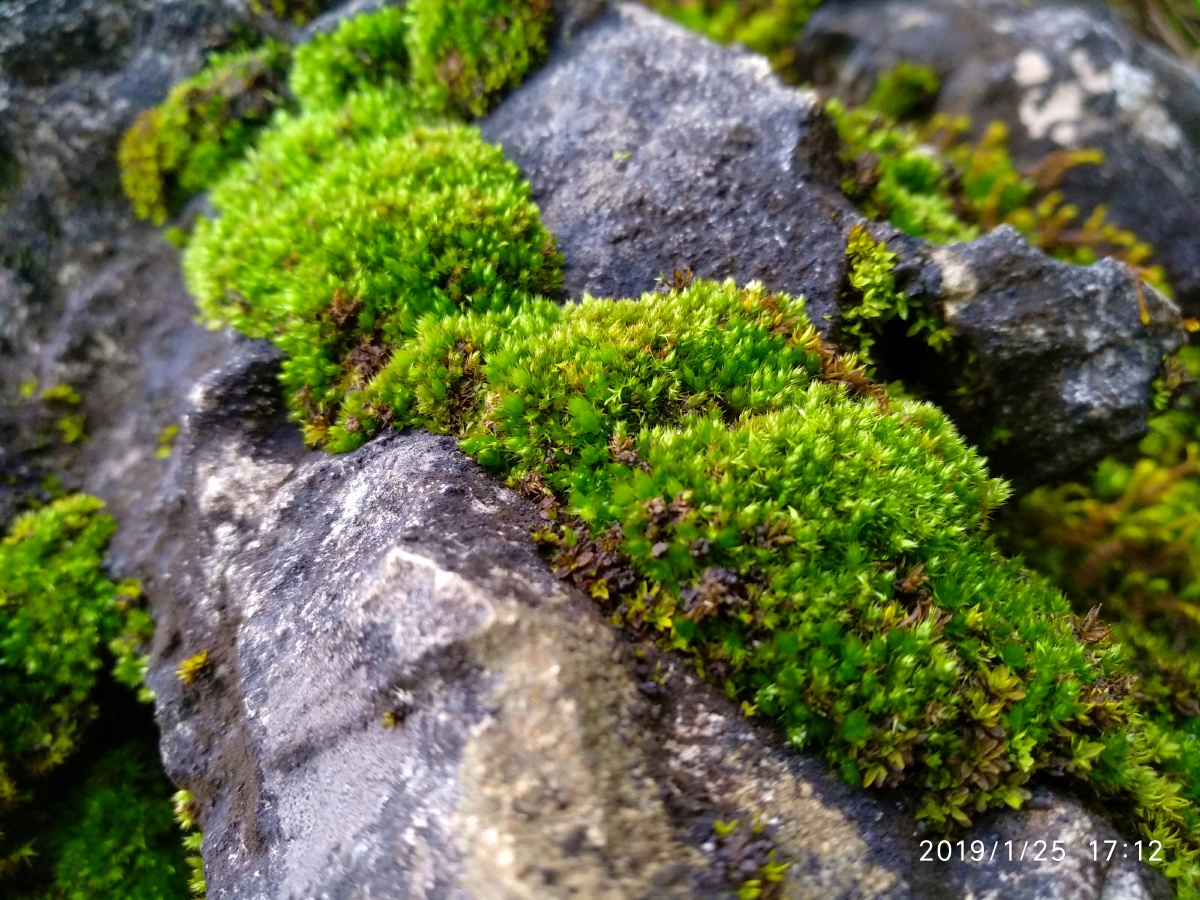 石头上爬满的青苔
