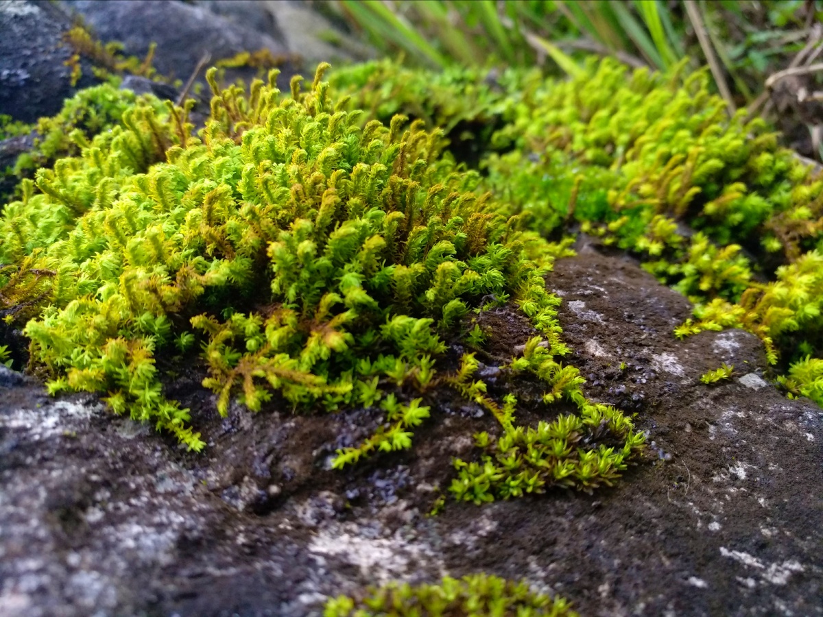 石头上爬满的青苔. - 初一い菇凉の - 图虫